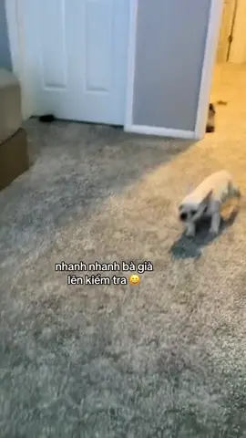 không quay lại thì chồng nói ko tin luôn 🙃 #xuhuongtiktok #petcare #viral #thucung #viraltiktok 