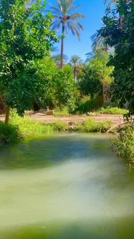 #بغداد _مزارع_الطارمية_المشاهدة