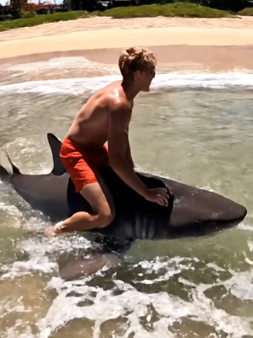 guy riding shark #shark #australia #greatwhiteshark