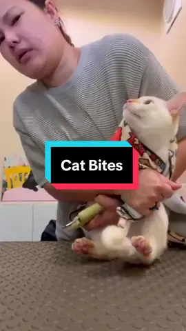 Comment NEWSLETTER for more similar health information and I'll send you a link to sign up for my free weekly newsletter. 👉 As for the video, cat bites may seem benign but can be quite dangerous in terms of infection.  Pasteurella multocida is the most common bacteria involved.   💊 Antibiotic prophylaxis for cat bites typically is Augmentin (or Unasyn if IV required). 🚨 Infections after a catbite can happen quite quickly, sometimes less than six hours.  Flexor tenosynovitis in the fingers/hand is one that I often see, and this often requires urgent surgical debridement. 🐱 To all of the cat owners, stay safe out there!  If you're looking to adopt another one, the one at the beginning of this video might be available. #cat #catowner #catbite #infection 