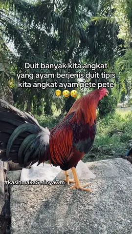 Yang penting tampil🤣 #salamkakikiri #salamsatuhoby🐓🐓🐓🙏 #philippines🇵🇭tiktok #ayamphilipin🇵🇭 #import 