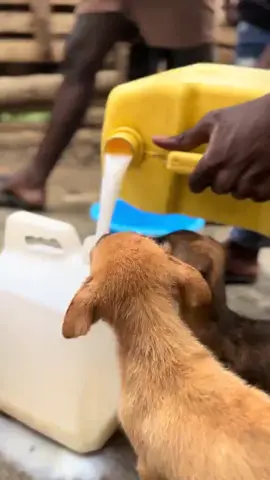 🐕🐕🐕All there happiness is in your hands dog lovers 🐕🐕🐕