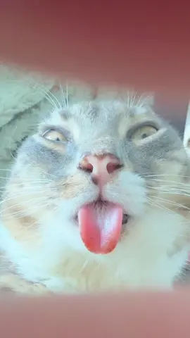 Ocean of saliva 😭 #fyp #catcontent #catsoftiktok #rigbycat #sillycat 