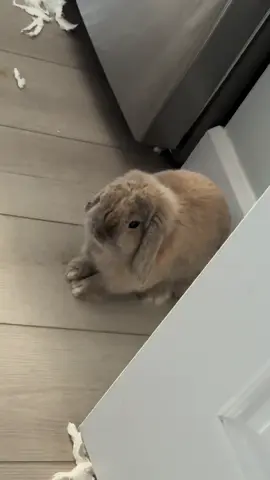 #rabbit #minilop #viralvideo #fyp #bunny 