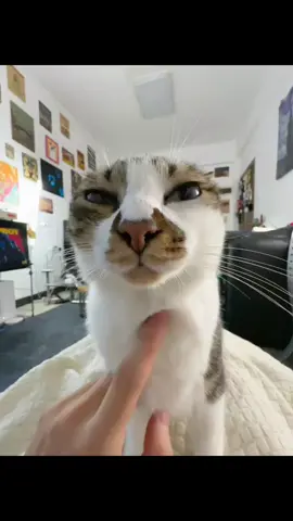 Hello scratch scratch scratching at triple speed. #meowing #catsounds #fyp 