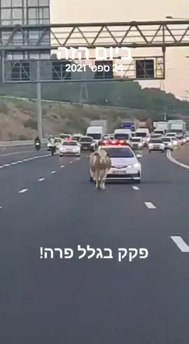 #ביום הזה