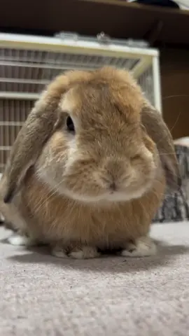 #♥️🐰🐇 