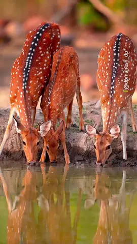 #animals #wildlife 