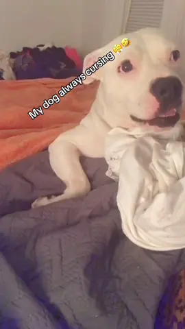 Dogs looking at you like they’re about to start charging rent 😂 #DogComedy #PuppyLove #DogLife #FunnyDogs #DogHumor 