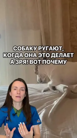 💚 Забери эти видео и гайды — и не повторяй ошибки других владельцев — ссылка в инфо профиля