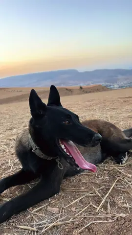 kima mafia makanch🔥💎😍                                                                                                                                                                                  #dog #malinois #كلاب #foryoupage #dogsoftiktok 