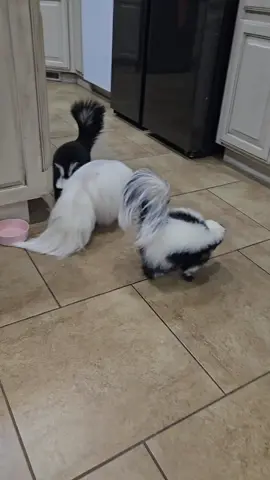 ✨️SKUNKS✨️ IMMEDIATELY after every meal #fyp 