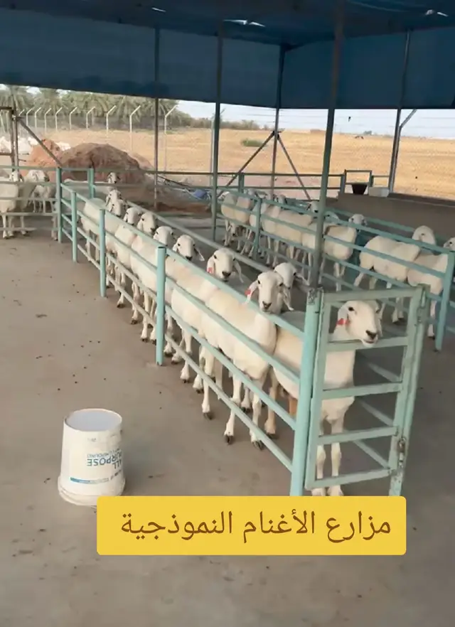 تغذية الأغنام والوقاية خير من العلاج  #م_تامرصالح_عاشق_الانتاج_الحيواني #تغذية_الابل_الحلاب #تصميم #مزارع_الأغنام_النموذجية 