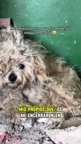 😭Me encerraron sin agua nincomida..Un milagro me salvò #historiasqueladran #historiasdeperritos #historiastristes #HistoriasDeRescate #NoAlMaltratoAnimal 