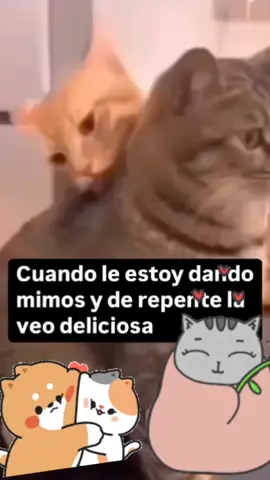 cat love❤️🫶#mininos #michis #paratodosdetiktok♡ #michistiktok #tiktokviral 