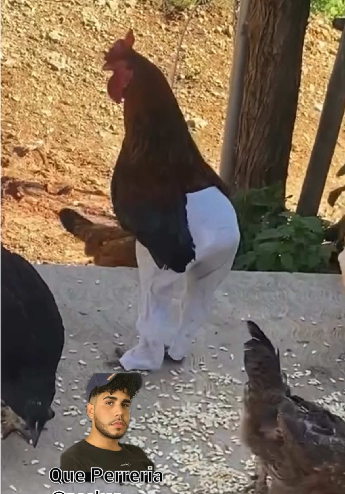 Las gallina tiene una meta 