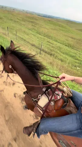 🔥 #fyp #trending #horses 