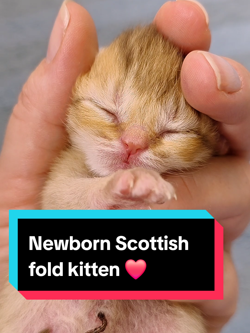 Newborn Scottish fold kitten ❤️ Cuteness overload here 😍  #scottishfold #cutenessoverload #cutecat #newbornkittens 