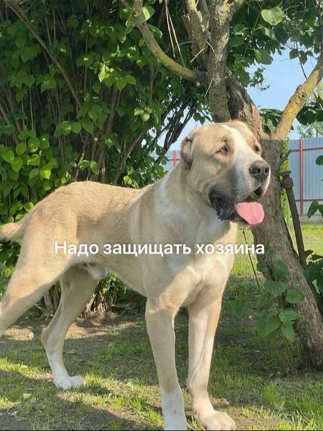 Собаки #собаки #прикол#мопс 