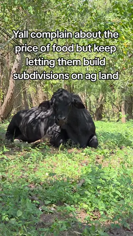 Almost like there's a correlation #cattle #ranch #farm #agriculture #progress 