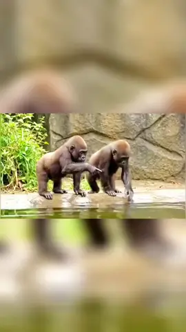 so funny gorilla video I can't stop laughing 😆 🤣 #funny #sofunny🤣🤣 #funnygorill #foryou #viralvideos 