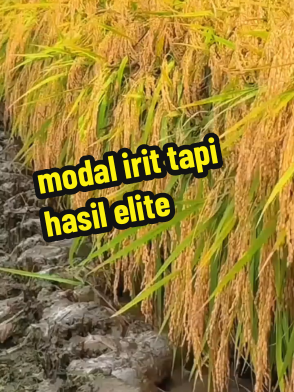 padinya kokoh anti roboh anti rebah hasil panen meningkat#fyp #padi #benihpadiunggul #benihpadi 