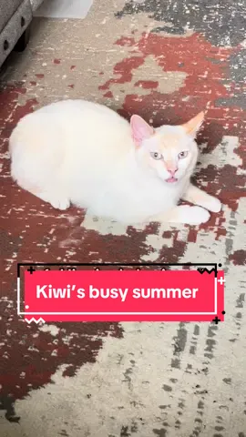 No. 5 is my fave ☺️ safe to say being weird keeps him pretty busy #creatorsearchinsights #catsoftiktok #cats #flamepointsiamese #cattok 