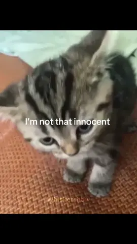 #videoviral #cats #catsedit #fyp #viral 