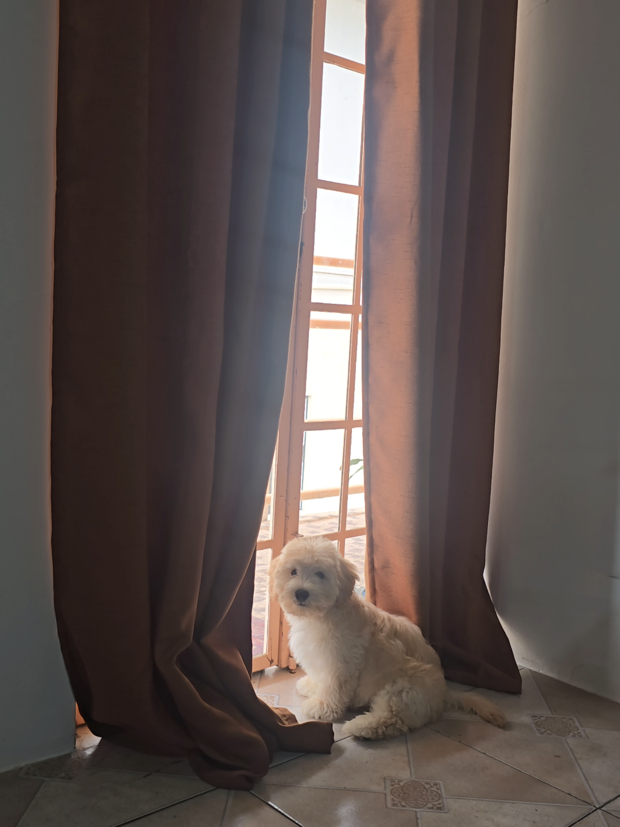 Soon my love 🥹🥹#fyp #maltipoosoftiktok #krypto #maltipoo 