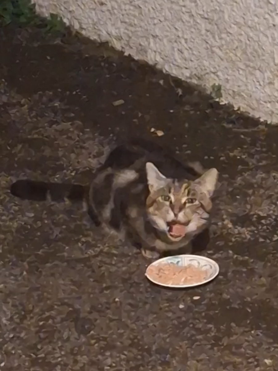 love her #catsoftiktok #cats #catlovers #straycat #fyp 