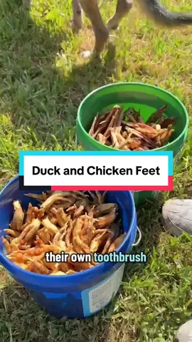 This easy feeding hack might help your dog live a LONGER, healthier & happier life 😮🐶 🍗 Just one ingredient per treat 🦷 Cleans teeth without brushing! 🥩 Supports joint, gum, dental, and heart health 🐓 Made with Human-grade ingredients in FDA-registered and USDA Certified facilities 🚫 No salt, flavorings, or preservatives 🇺🇸 Humanely sourced and packaged in the USA Check out our TikTok Shop for a special deal 🛍️ #duckfeet #healthydog #doghealth #feedmydog #chickenfeet 