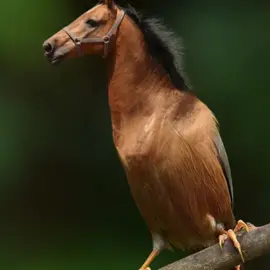 Wa wa wa waaa