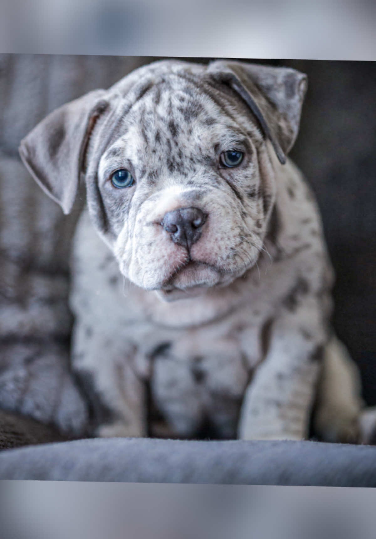 Dang! Where has the time gone 3 years!!! #americanbully #americanbullyofficial #bulliesoftikitok💙💙🐶 #chalupa #king👑 