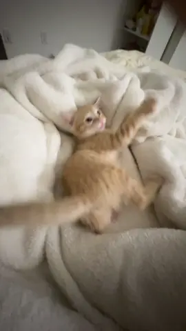 Wait till the end…#kitten #cutecat #fypシ 