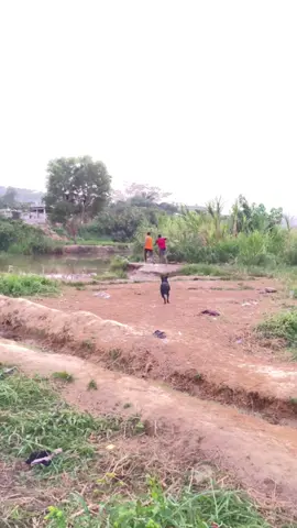 Le chien #viralvideos #visibilité #viral #viraltiktok #pourtoi 
