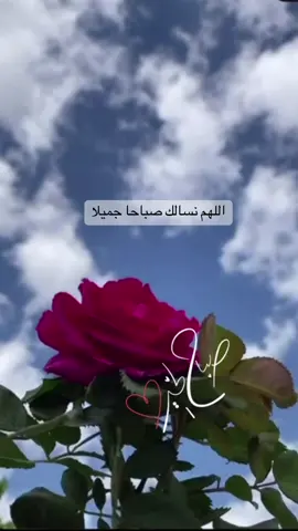 #صباحكم_معطر_بذكر_الله🌹🍃 