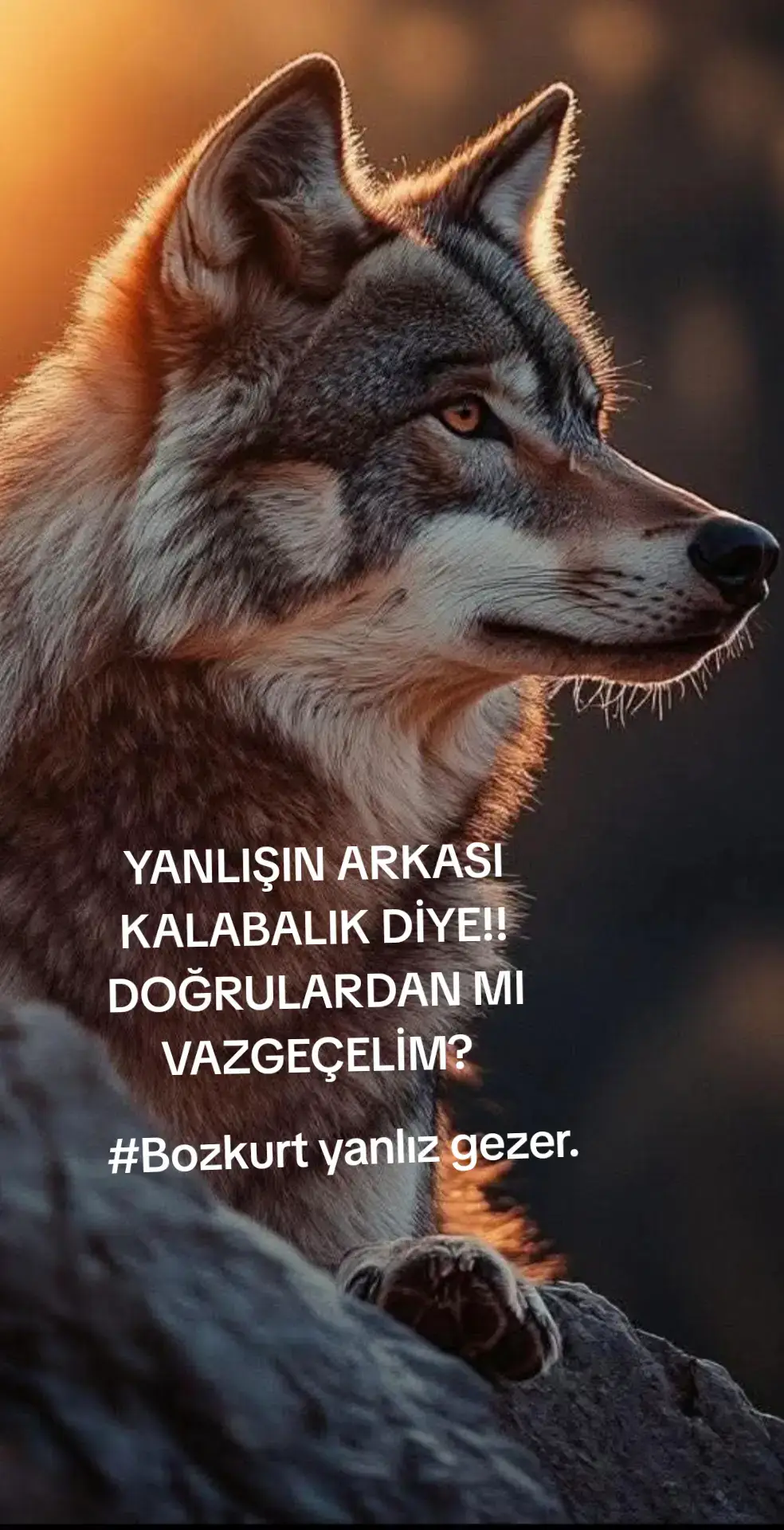 #bozkurt #gökbörü #yanlızkurt #kurtlarvadisi #cendere