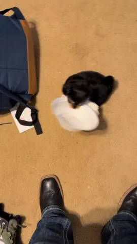 I walk away for 1 minute 🤣 #foryou #fypシ #puppy #strongman #dogsoftiktok 
