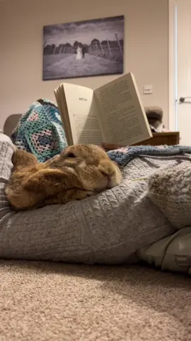 Bunnies, books, and blankets - pt2 🤎 