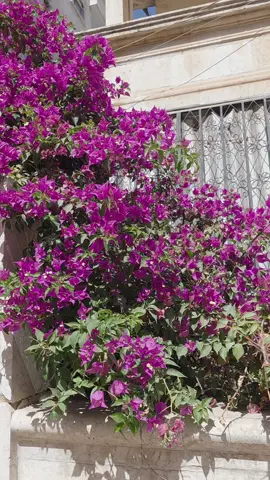 #في_قانون_الفراشة...🦋🦋 🌷🌷🌷