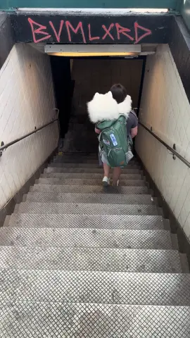 This police officer and nurse loved my dog on the subway 🥰 #nyc #dogsoftiktok #samoyed 
