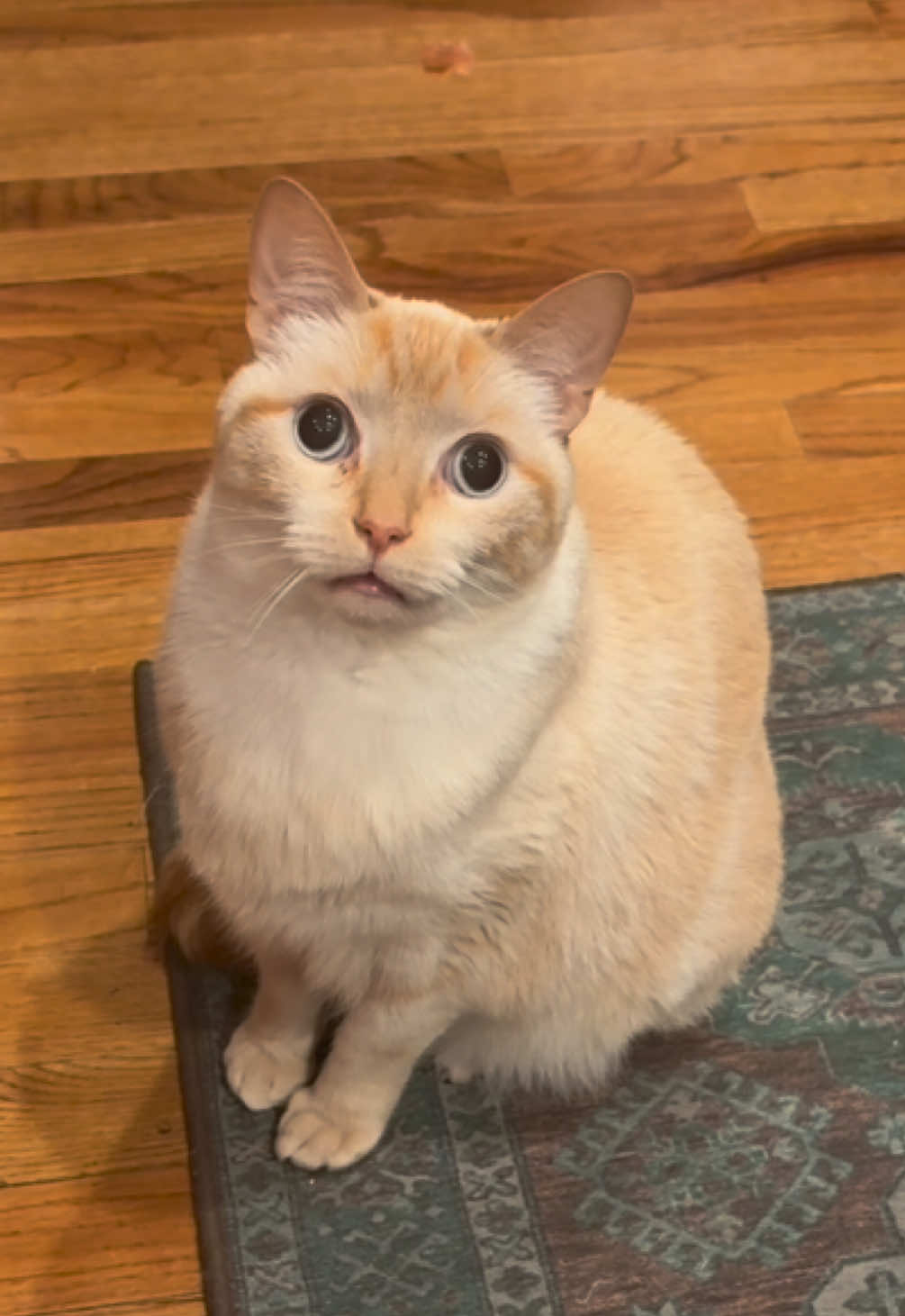 😺✉️ #fyp #viral #sherlockthecat_official #cats #catsoftiktok 