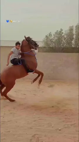 #ماشاءالله_تبارك_الله_اذكروا_الله #خيل_وخياله🐎 #سنابي_بالبايو🤍 