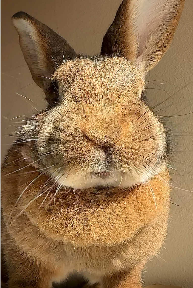 Self-care vibes 🥰 Wilma taking her grooming routine very seriously, fluffy, clean, and totally relaxed. Anyone else love watching bunnies turn grooming into an art form? #bunniesoftiktok #cutepet #petlover #bunnies #cutevideo 