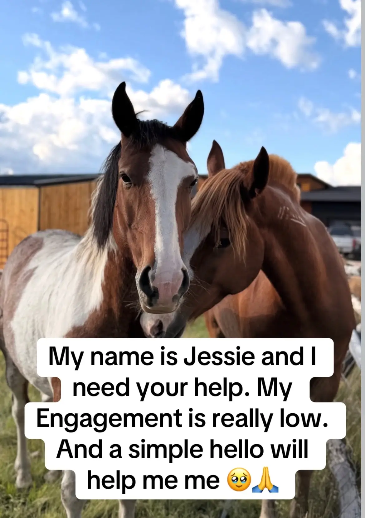 Hi friends, my name is Jessie and I really need your help. 💔 Our sweet horse sanctuary is struggling, and we are still $1,400 short to keep them safe and fed. My engagement is very low right now, so even a simple “hello” or a ❤️ in the comments helps us reach more caring hearts. Your small action can make a big difference for these innocent souls. 🐴🙏 #SaveTheHorses #RescueAnimals #HorseRescue #StopTheKill #viralforgood 