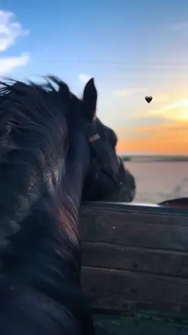 🇲🇦❤️ #maroc🇲🇦 #fyy #pourtoii #عشاق_الخيل #التبوريدة_تراث_شعبي_مغربي_أصيل 