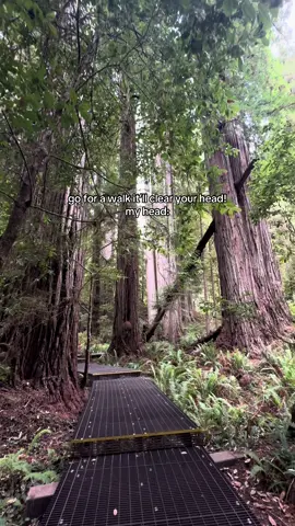 love the redwoods! 