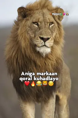 ya ila mid ah😭😂