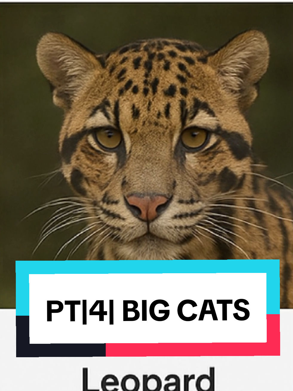 The Elusive Sunda Clouded Leopard 🐆 | Borneo & Sumatra’s Hidden Apex Predator#usanimals, #americanhistory, #wildamerica#SundaCloudedLeopard #CloudedLeopard 