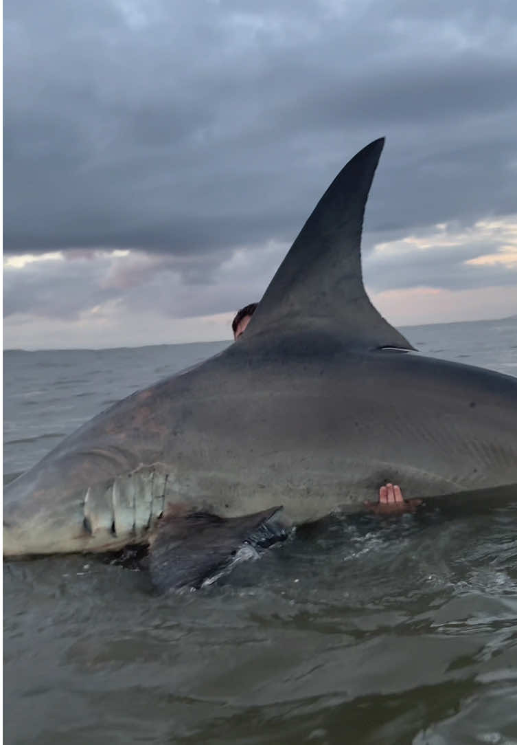 #CapCut Using Big Baits to catch Giants off the Beach!! @SHARKS_R_US #sharkfishing #fishing #sharks #hammerheadshark 